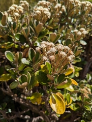 Brachyglottis bidwillii