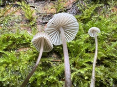 Mycena alcalina