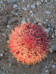 Ferocactus gracilis