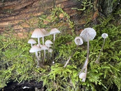 Mycena alcalina