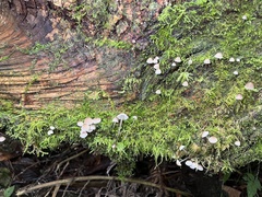 Mycena alcalina