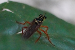 Smeryngolaphria