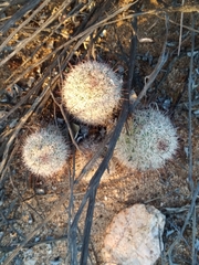 Mammillaria dioica