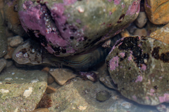 Lepadogaster lepadogaster