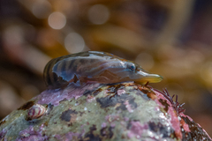 Lepadogaster lepadogaster