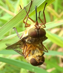 Copidapha