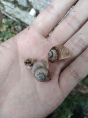Cyclophorus martensianus