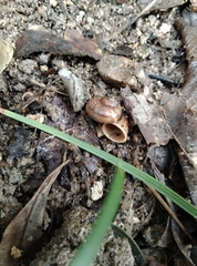 Cyclophorus martensianus