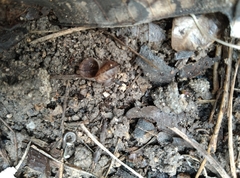 Cyclophorus martensianus