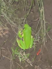 Agalychnis dacnicolor