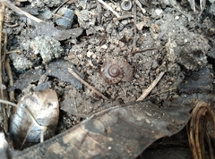 Cyclophorus martensianus