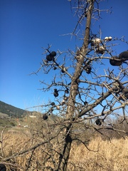 Andricus quercuscalifornicus