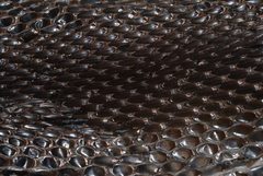 Pituophis melanoleucus lodingi