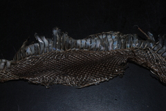 Pituophis melanoleucus lodingi