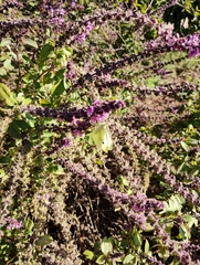 Pieris rapae