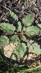 Phacelia minor