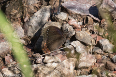 Gyrocheilus patrobas