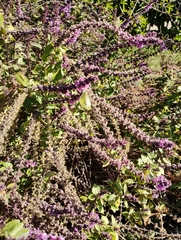 Pieris rapae