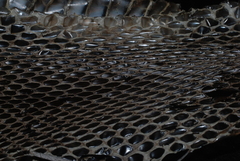 Pituophis melanoleucus lodingi