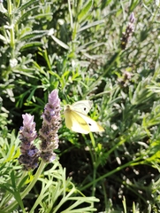 Pieris rapae