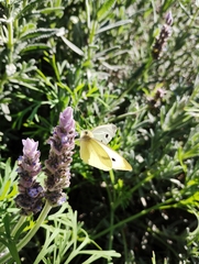 Pieris rapae