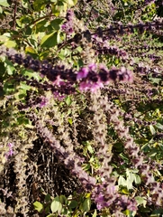 Pieris rapae