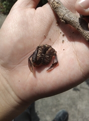 Protaetia brevitarsis