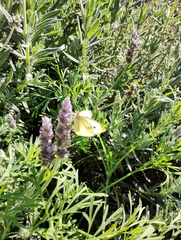Pieris rapae
