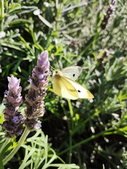 Pieris rapae