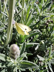 Pieris rapae