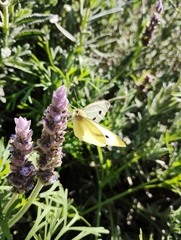 Pieris rapae