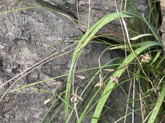 Arthropodium candidum