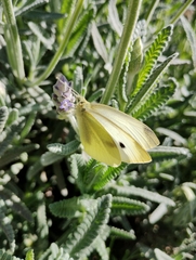 Pieris rapae