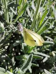 Pieris rapae