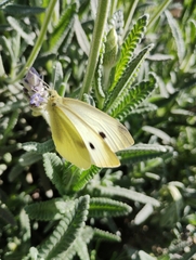 Pieris rapae