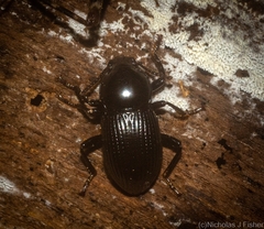 Hydissus feronioides