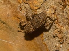 Poropterus oniscus