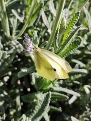 Pieris rapae