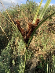Cyperus ustulatus