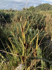 Cyperus ustulatus