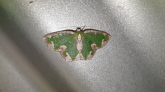 Eucyclodes insperata