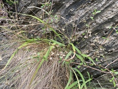 Arthropodium candidum