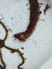 Apostichopus parvimensis