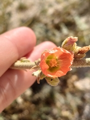 Sphaeralcea ambigua