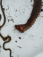 Apostichopus parvimensis