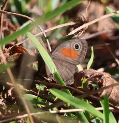 Cassionympha cassius