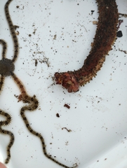 Apostichopus parvimensis