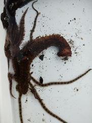 Apostichopus parvimensis