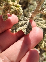 Sphaeralcea ambigua