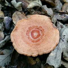 Lactarius xanthogalactus